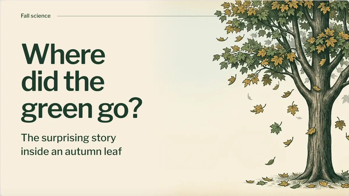 Cover slide of a fall science deck, "Where did the green go? The surprising story inside an autumn leaf", with an engraving-style tree dropping yellow leaves